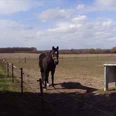 Anden særlig race Rambo