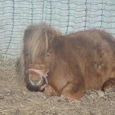 Miniature Mimmie (låne pony)