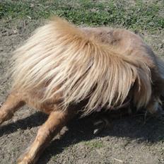 Miniature Mimmie (låne pony)