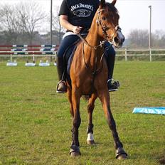 Arabisk fuldblod (OX) Somarrah