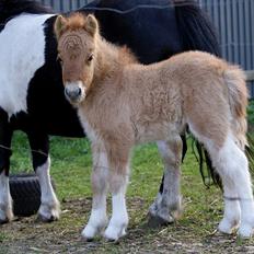 Shetlænder Aladdin af Bjørholm