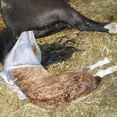 Shetlænder Aladdin af Bjørholm