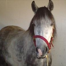 Anden særlig race Pink Lady <3 savnet  