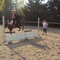 Hollandsk Sportspony Domenique