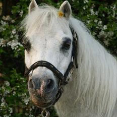 Anden særlig race Lillemand R.I.P