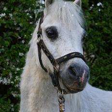 Anden særlig race Lillemand R.I.P