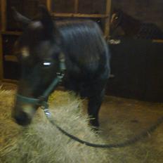 Dansk Varmblod Rufina Macohl