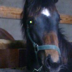 Dansk Varmblod Rufina Macohl