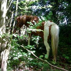 Anden særlig race Toelle
