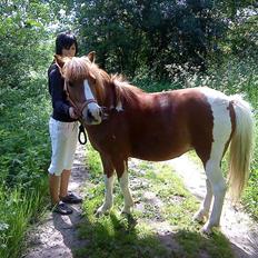 Anden særlig race Toelle