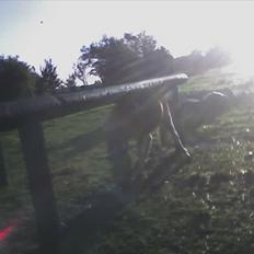 Anden særlig race Toelle