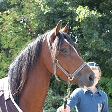 Welsh Pony (sec B) Amigo Ferrari min elskede savnet solgt