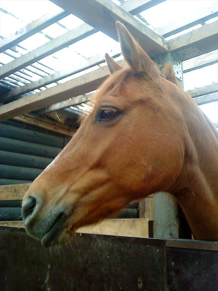 Anden særlig race Celina billede 12