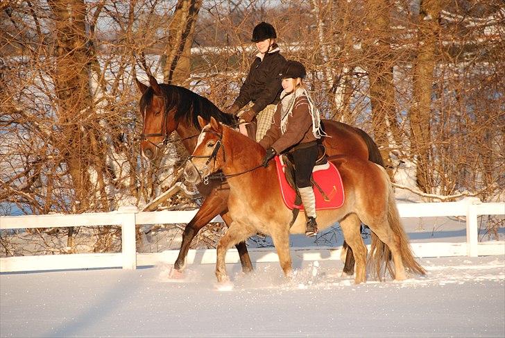 Haflinger Nuka - mig og bedsteveninden, i sneen med heste, det var ret væmmeligt, for der var is nedeunder, det fandt vi ud af imens vi red, men der skete heldigvis ikke noget <3 :* billede 10