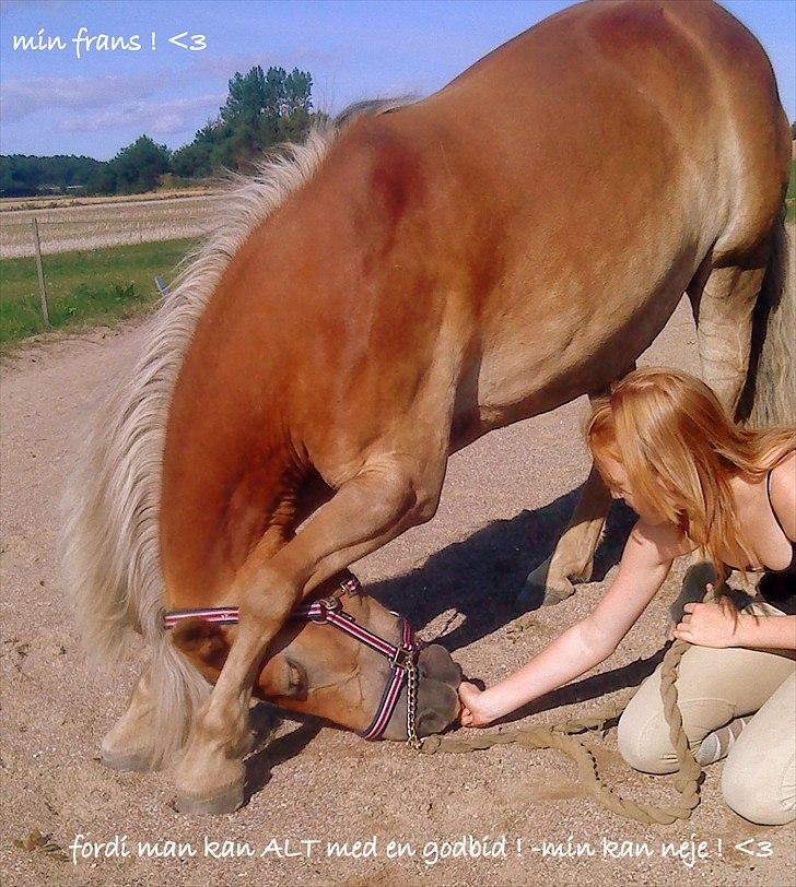 Haflinger Nuka - noget kan hun da, selvom man ikke sidder på ryggen af hende!:* billede 14