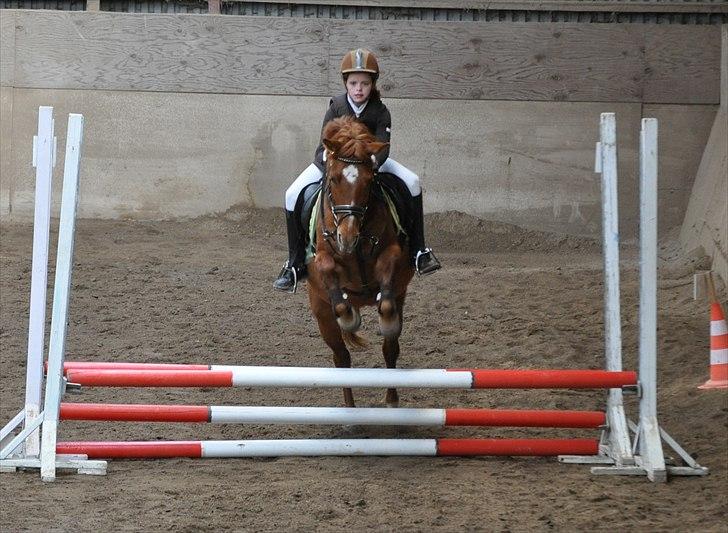 Anden særlig race Celina billede 14