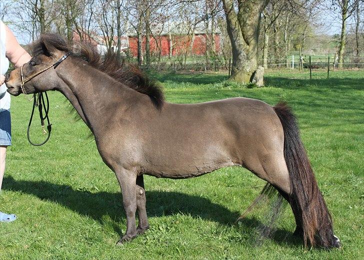 Dansk Miniature Lundevestergård Papaya Fa - 24.04.2011  billede 14