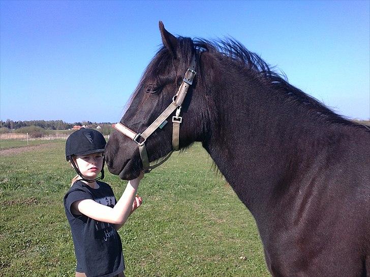 Welsh Cob (sec D) Petersgaards Louisianna - 24/4 2011 billede 7