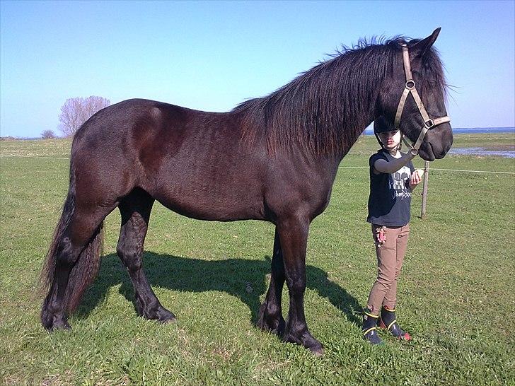 Welsh Cob (sec D) Petersgaards Louisianna - 24/4 2011 billede 8