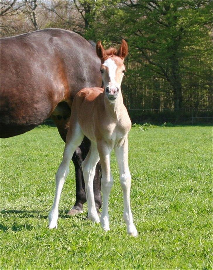 New Forest Lundemarksgaards Aura Ophelia - 9) Se hvor smuk hun er! D. 24/4 2011 Foto: Sanne Dahlin billede 9