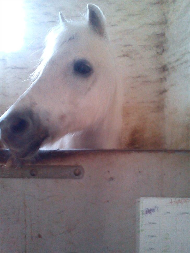 Welsh Mountain (sec A) Crowns Happy Moon - Sød som sukker! <3 billede 13