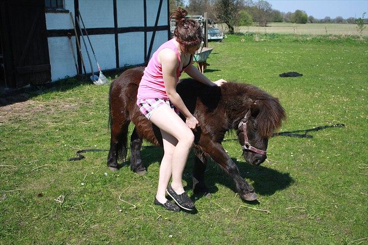Shetlænder miss pinky - små spanske skridt:) vi er godt på vej:D<3 billede 18