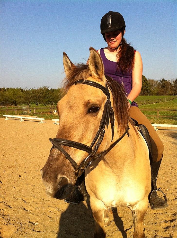 Anden særlig race Dundee billede 1