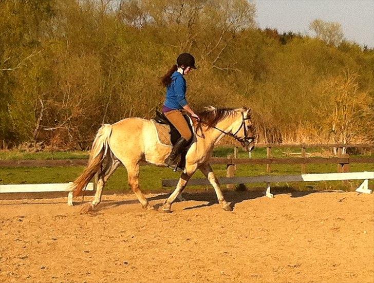 Anden særlig race Dundee billede 2