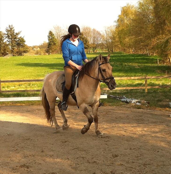 Anden særlig race Dundee billede 3