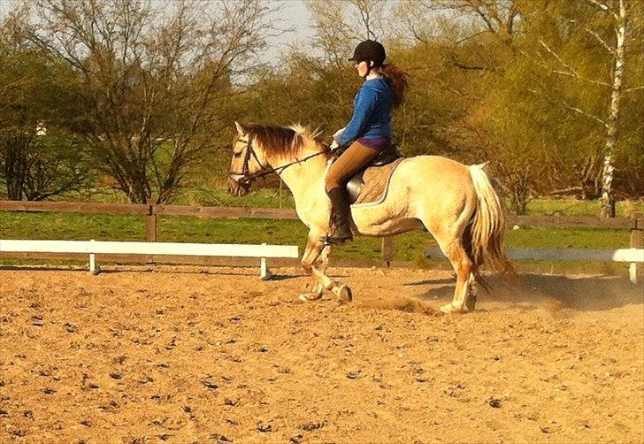 Anden særlig race Dundee billede 4