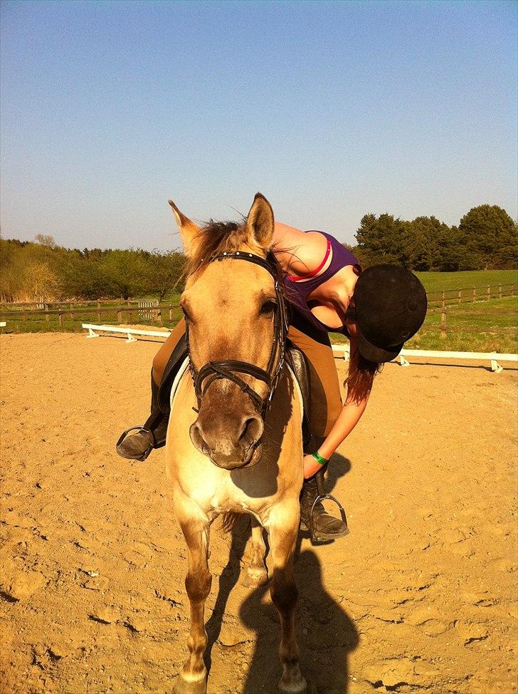 Anden særlig race Dundee billede 5