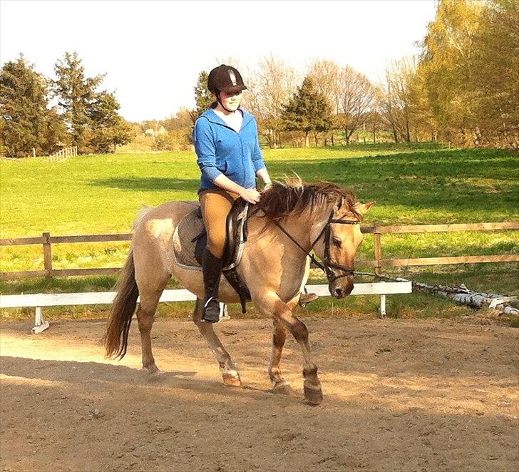 Anden særlig race Dundee billede 7