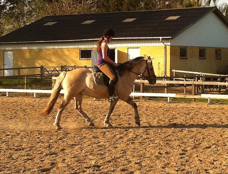 Anden særlig race Dundee billede 8