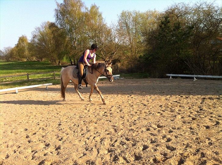 Anden særlig race Dundee billede 10