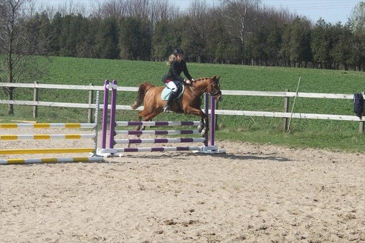 Tysk Sportspony Dakota 195 (min egen)<3 - stævne på DYR 80 cm billede 2