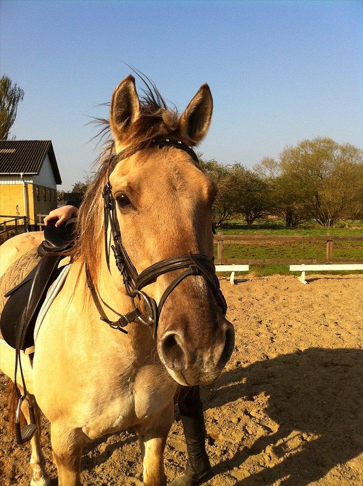 Anden særlig race Dundee billede 11