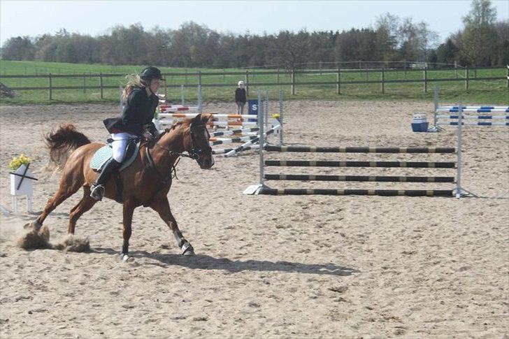 Tysk Sportspony Dakota 195 (min egen)<3 - til stævnet på DYR 80 cm øresundscup billede 6