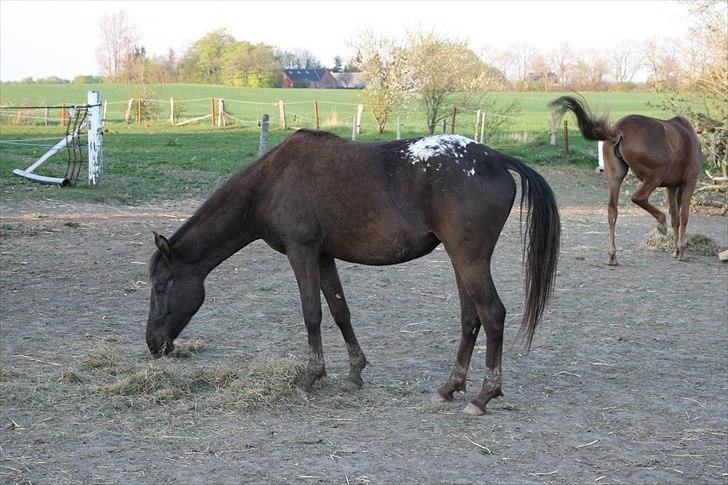 Anden særlig race FLYING MIGTHY MISS MAGPIE - aften hygge april 2011 billede 16