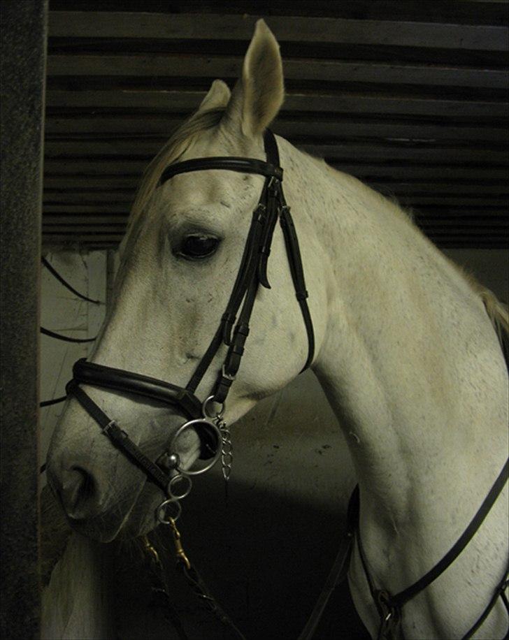 Holstener Karisma.. part billede 2