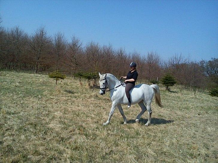 Holstener Karisma.. part billede 4