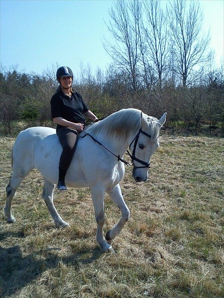 Holstener Karisma.. part billede 5