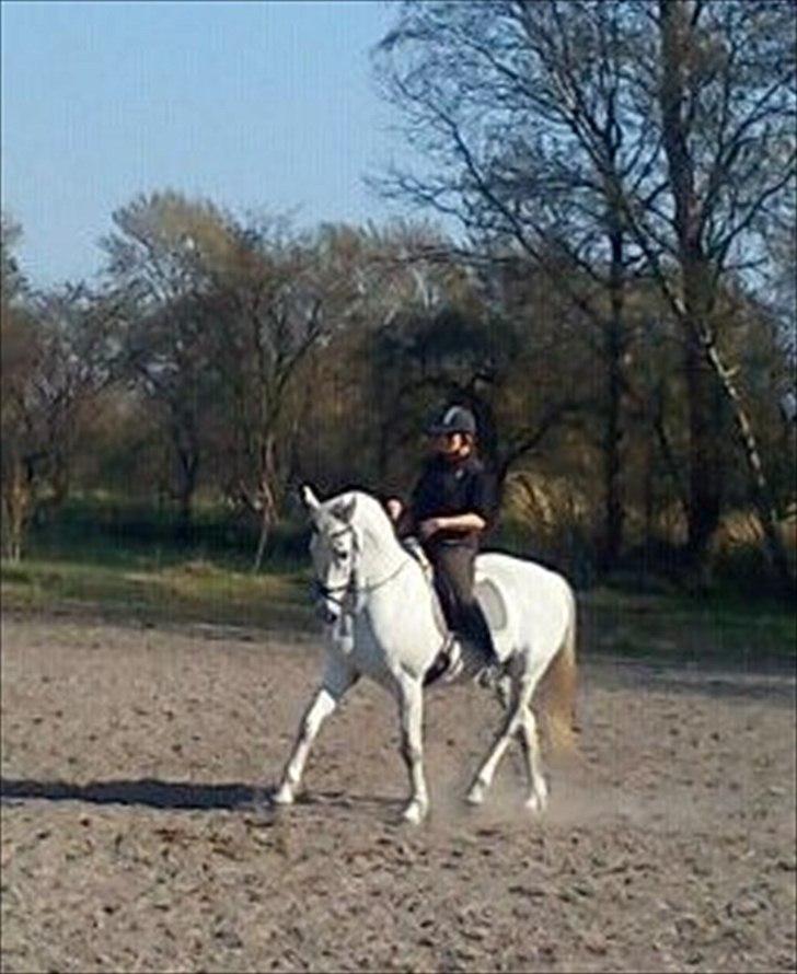 Holstener Karisma.. part billede 6