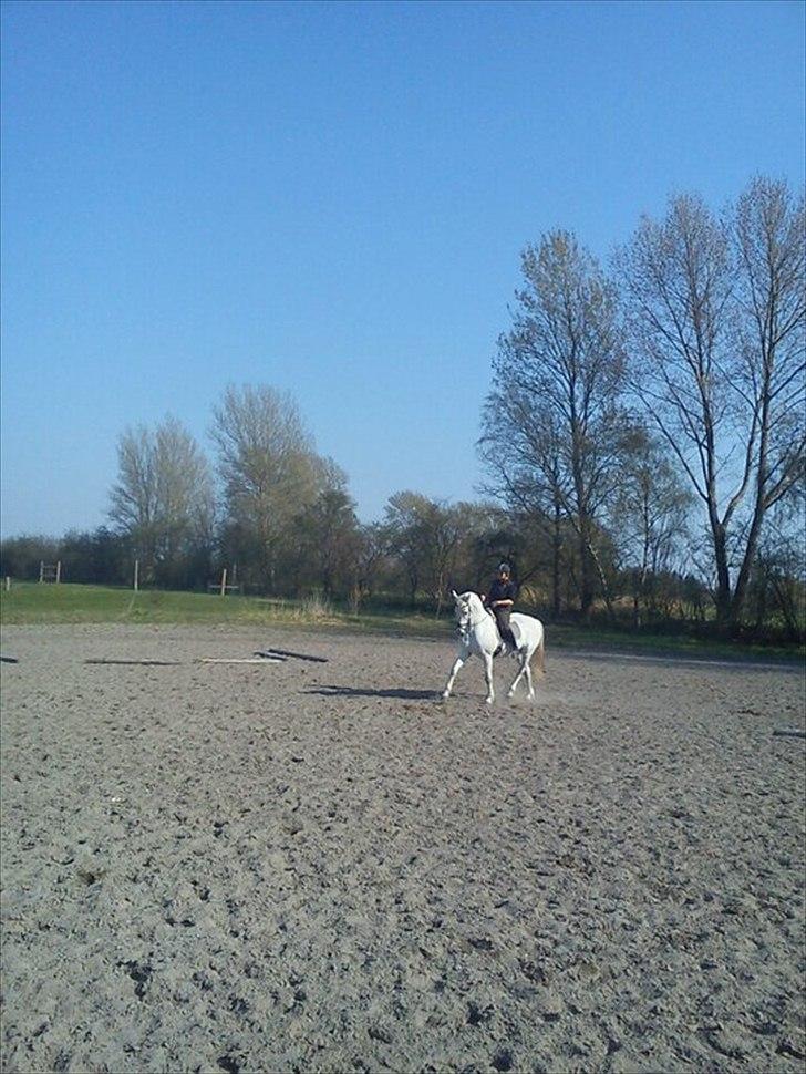 Holstener Karisma.. part billede 7