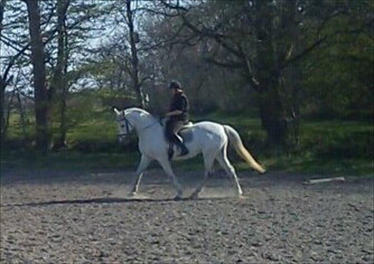 Holstener Karisma.. part billede 8