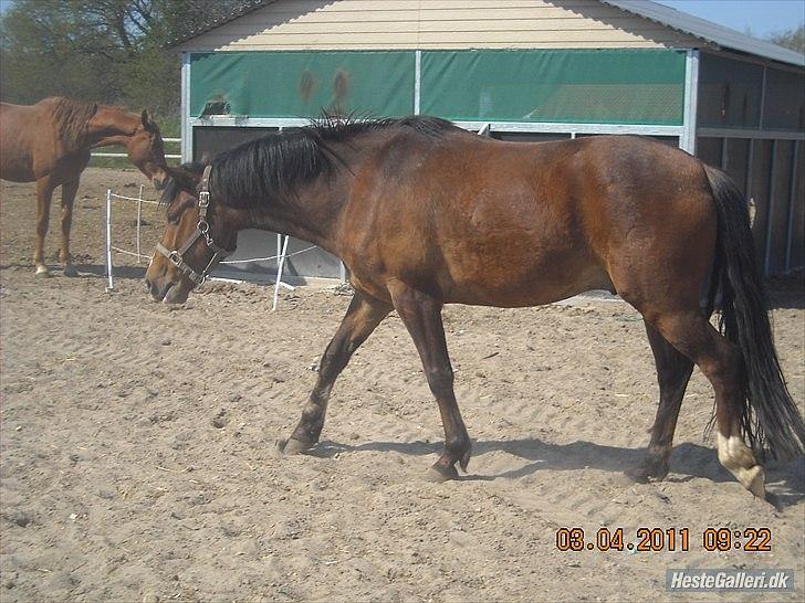 New Forest Cocio<3 - så kom han endelig på fold, så kan han da endelig, få lidt fred ind til imorgen hvor han igen, skal rides ;)  Foto: Sille Clausen billede 5