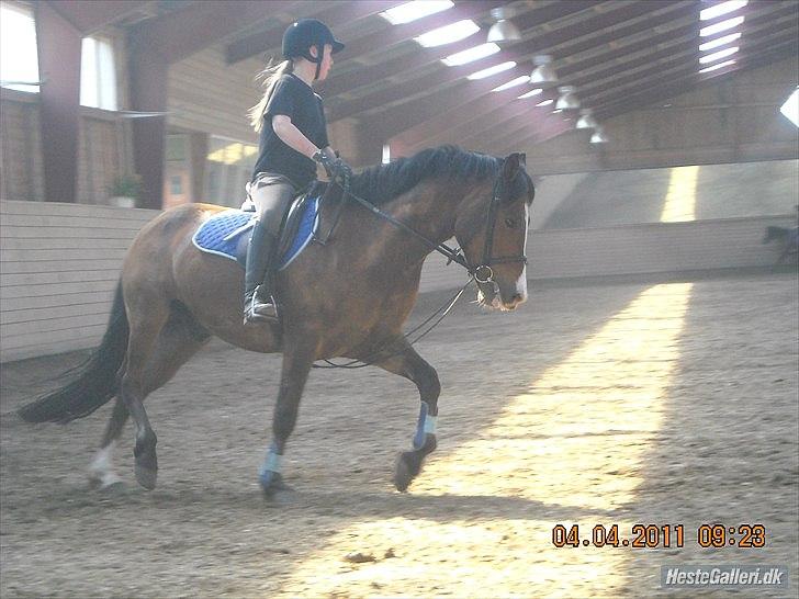 New Forest Cocio<3 - Rider.. ved ikke lige hvad jeg kigger efter :)  Foto: Sille Clausen billede 18