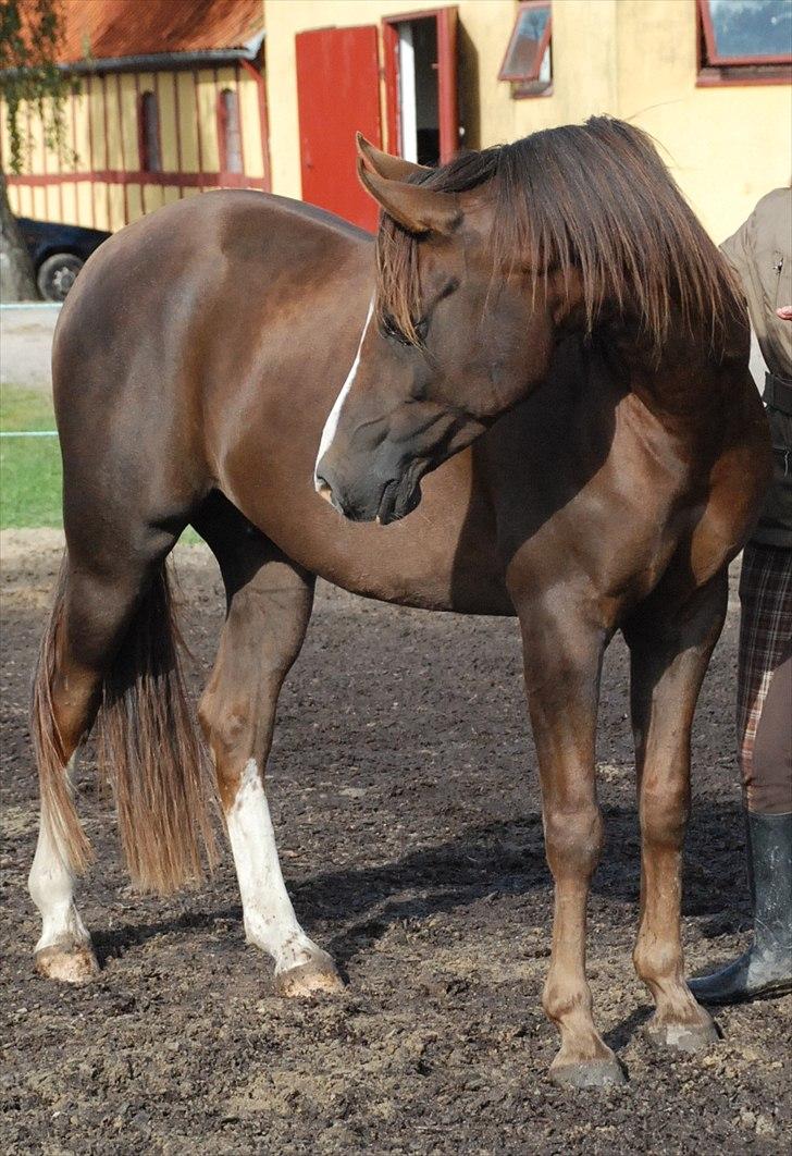 Arabisk fuldblod (OX) Skovlys Tonado billede 1