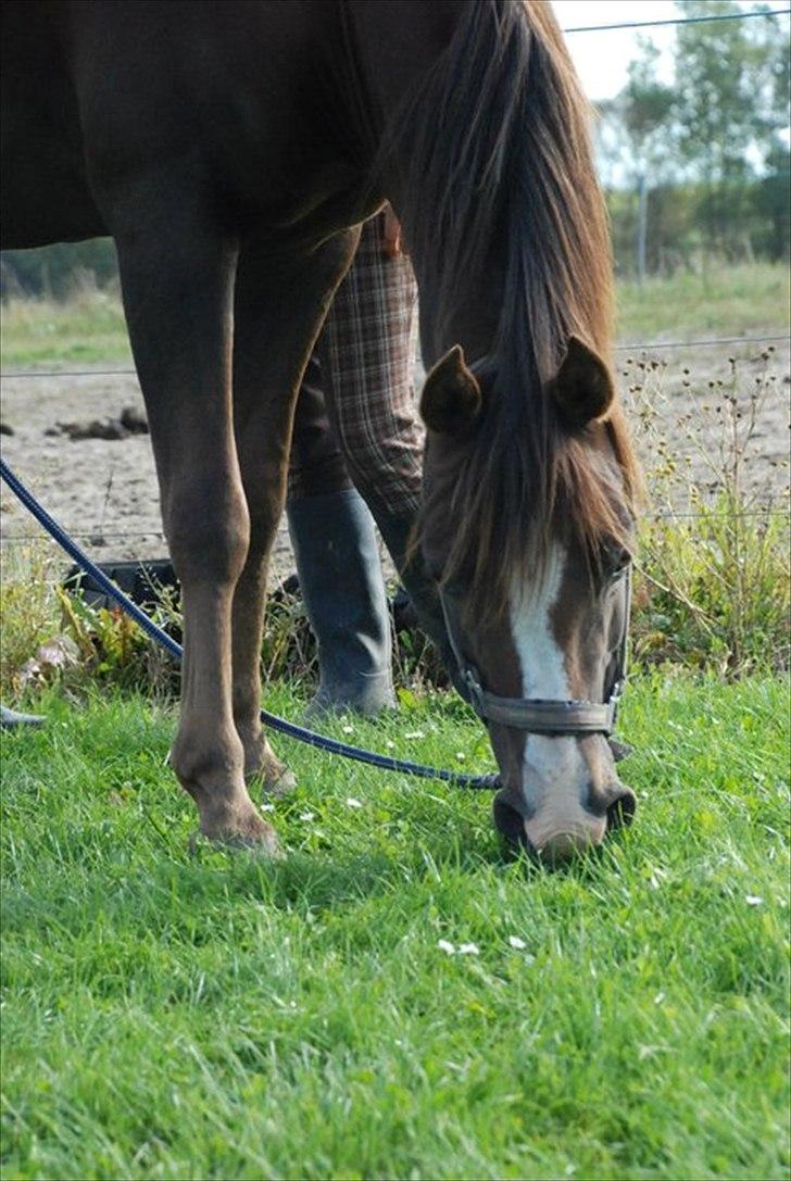 Arabisk fuldblod (OX) Skovlys Tonado billede 2