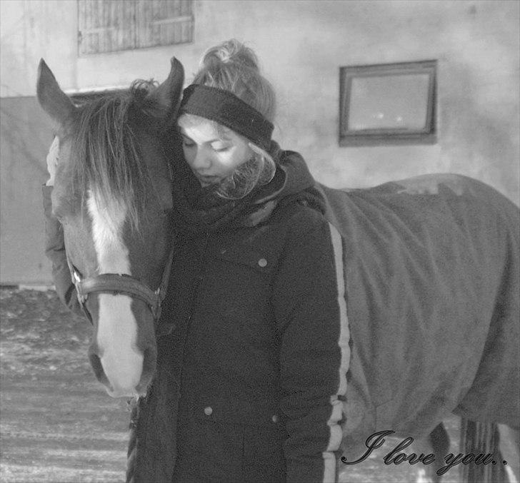 Arabisk fuldblod (OX) Skovlys Tonado billede 3