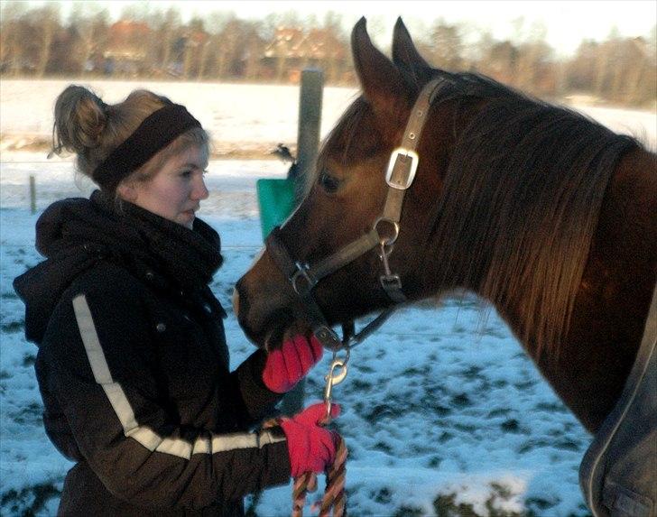 Arabisk fuldblod (OX) Skovlys Tonado billede 4